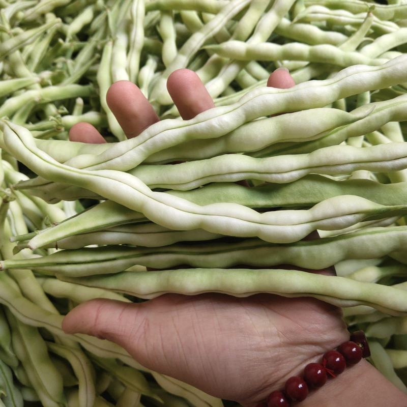 山东精品芸豆，超市货电商货大量有货