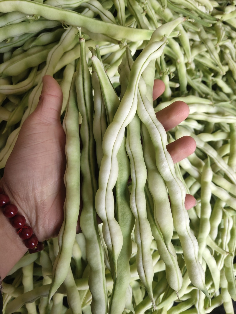 山东精品芸豆，超市货电商货大量有货