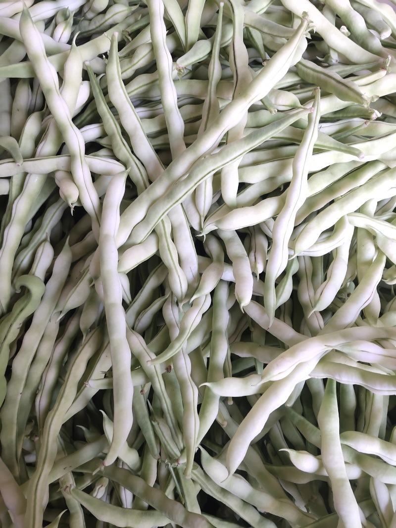 山东精品芸豆，超市货电商货大量有货