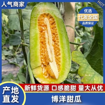 【热卖】博洋甜瓜博洋九号博洋9号博洋61大量上市中全国发