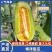 【热卖】博洋甜瓜博洋九号博洋9号博洋61大量上市中全国发