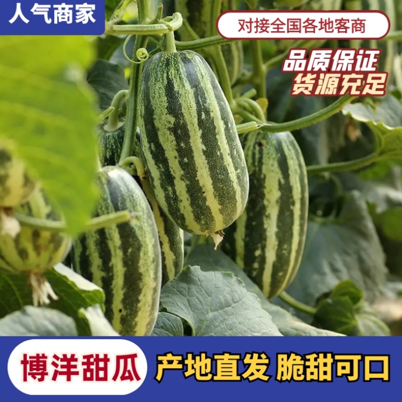 【热卖】博洋甜瓜博洋九号博洋9号博洋61大量上市中全国发