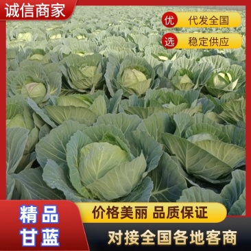 山东包菜/卷心菜/新鲜蔬菜天然无公害甘蓝当季沙时令
