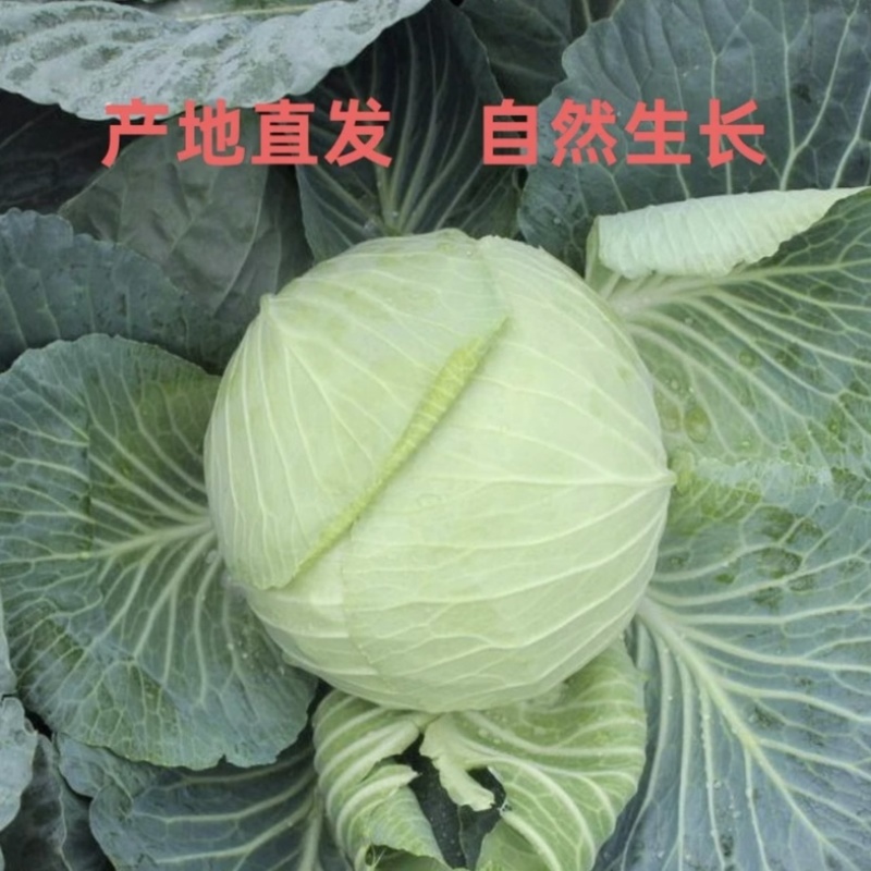 山东包菜/卷心菜/新鲜蔬菜天然无公害甘蓝当季沙时令