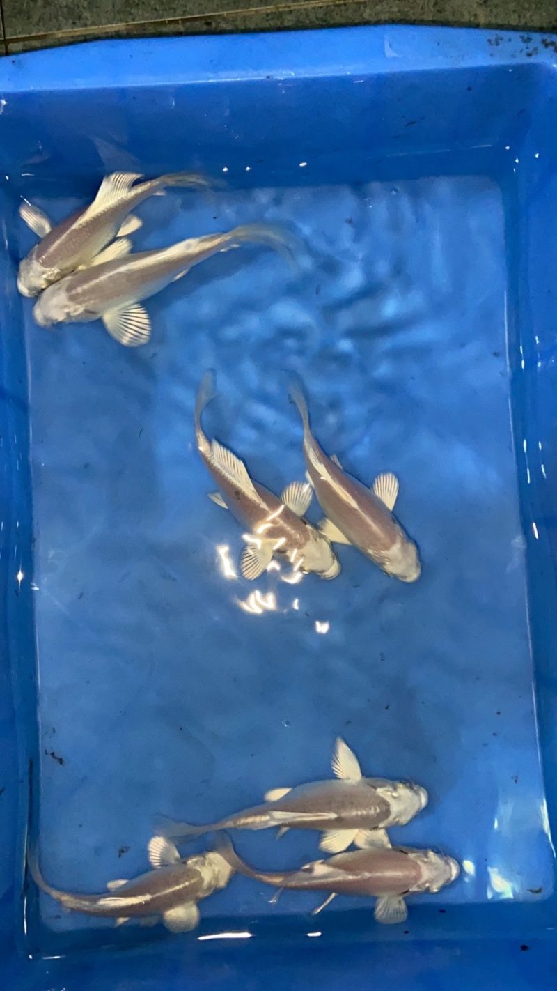 精品普身蝴蝶鲤