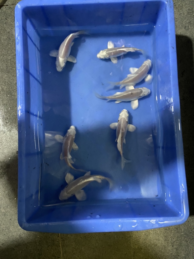 精品普身蝴蝶鲤