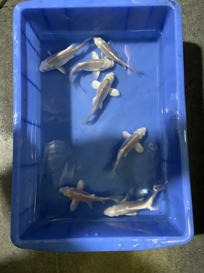 精品普身蝴蝶鲤