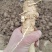 中药材籽播鲜防风大量供应，品质保证