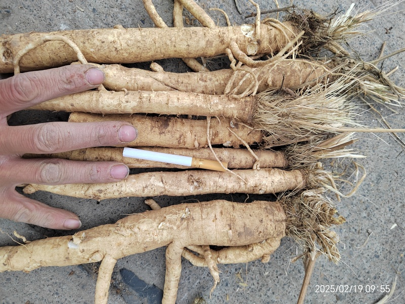 中药材籽播鲜防风大量供应，品质保证