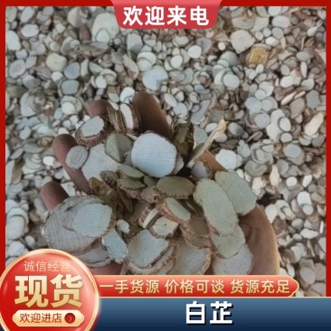大量出售干白芷基地直发鲜白芷大量出售货源充足欢迎咨询