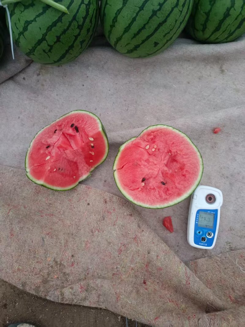 2K西瓜小糖丸吊秧西瓜种植产地大棚定货口感好量大