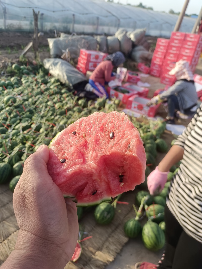2K西瓜小糖丸吊秧西瓜种植产地大棚定货口感好量大