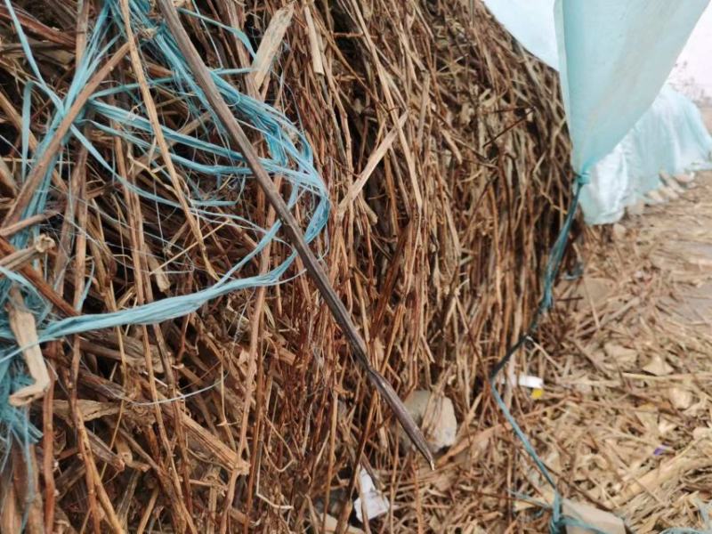 精品透骨草大量供货对接全国市场药店品质保证欢迎来电