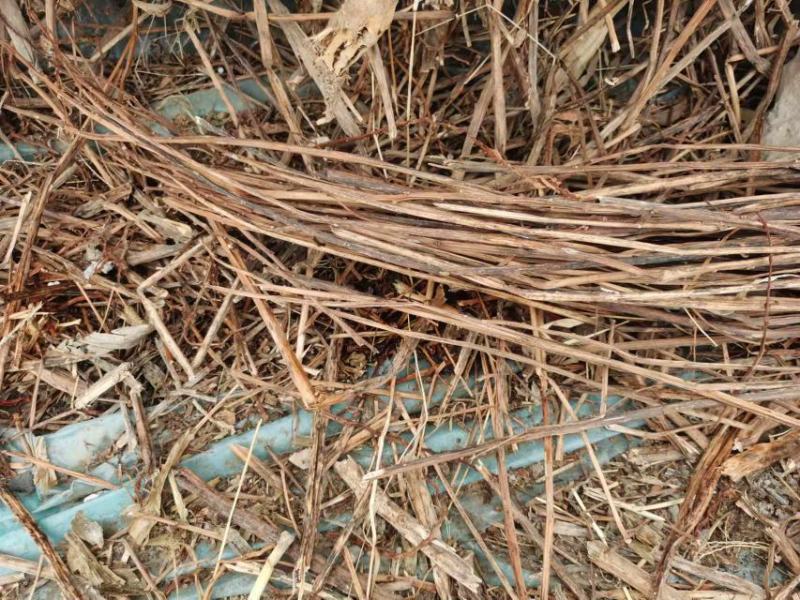 精品透骨草大量供货对接全国市场药店品质保证欢迎来电
