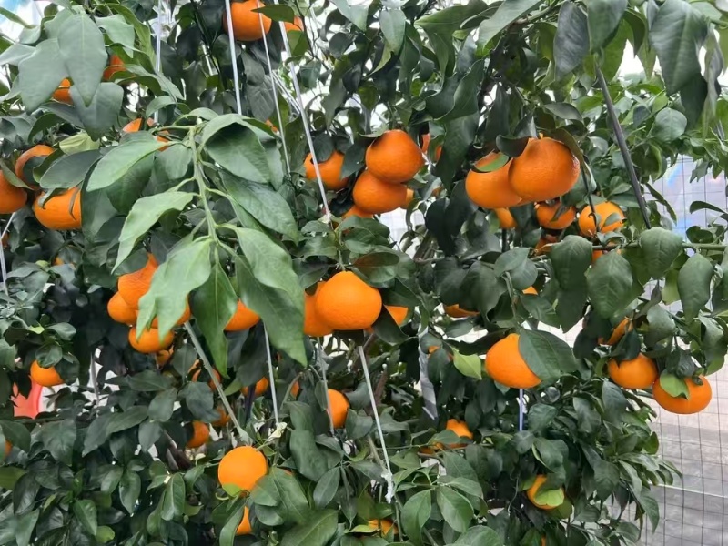 热卖《红美人》柑橘苗一年二年均有基地直发假一赔十欢迎选购
