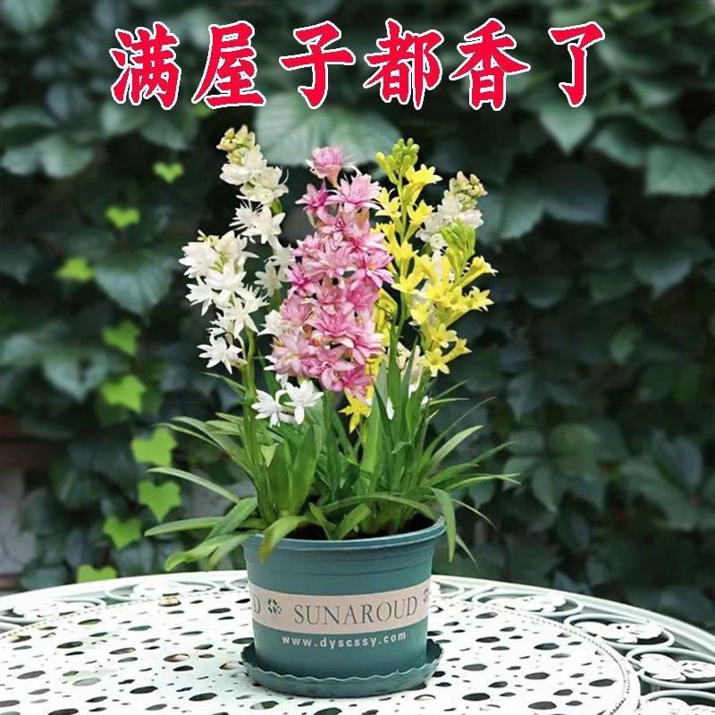 晚香玉种球夜来香花苗浓香型多年生宿根花卉多芽点花卉种球