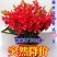 晚香玉种球夜来香花苗浓香型多年生宿根花卉多芽点花卉种球
