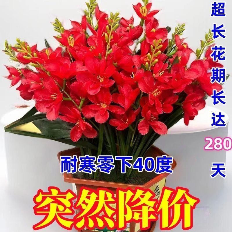 晚香玉种球夜来香花苗浓香型多年生宿根花卉多芽点花卉种球