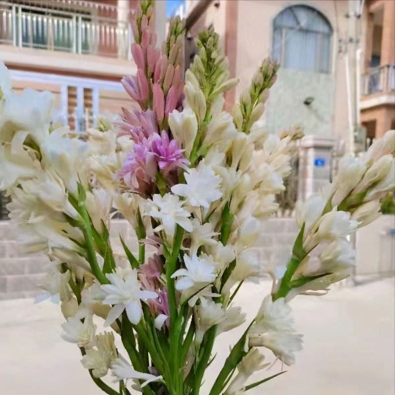 晚香玉种球夜来香花苗浓香型多年生宿根花卉多芽点花卉种球
