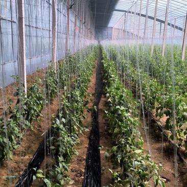 东平60亩黄皮青皮还有螺丝椒自己家大棚集中上市