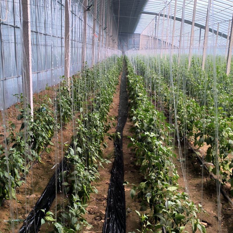 东平60亩黄皮青皮还有螺丝椒自己家大棚集中上市