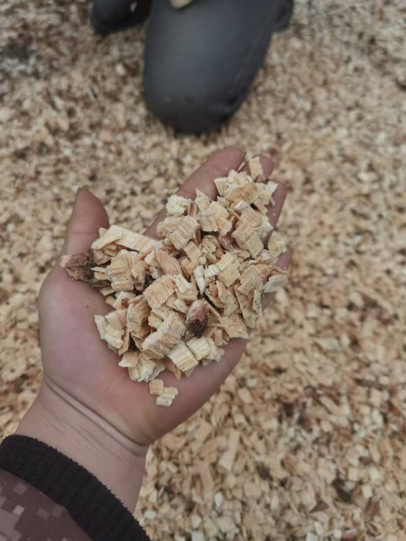 优质青冈木木屑