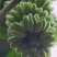 苹果蕉大量供应，全国供货，保质保量，诚信经营，欢迎选购