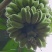 苹果蕉大量供应，全国供货，保质保量，诚信经营，欢迎选购