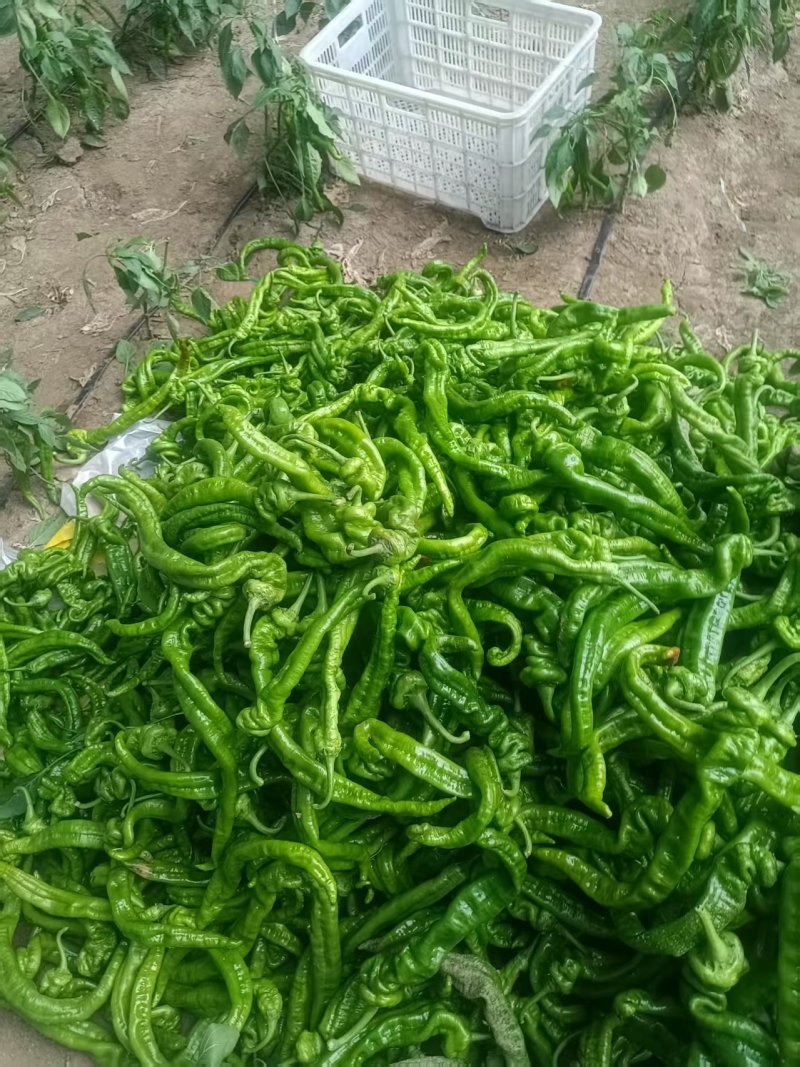 东平60亩黄皮青皮还有螺丝椒自己家大棚集中上市