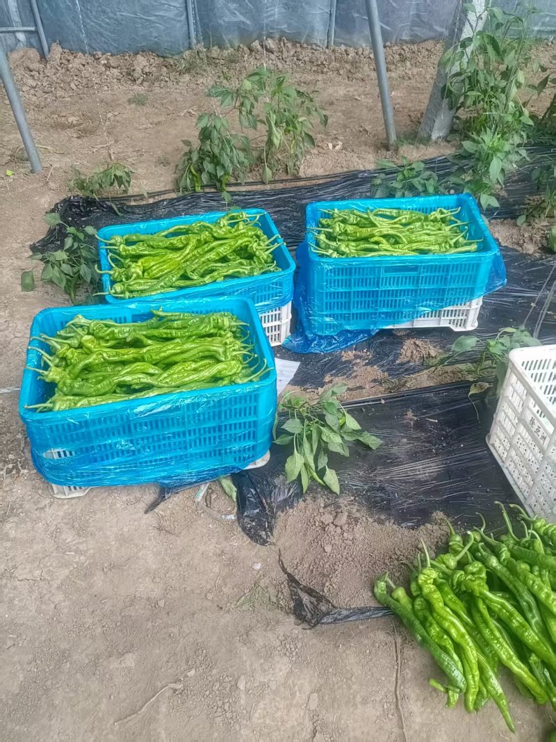 东平60亩黄皮青皮还有螺丝椒自己家大棚集中上市