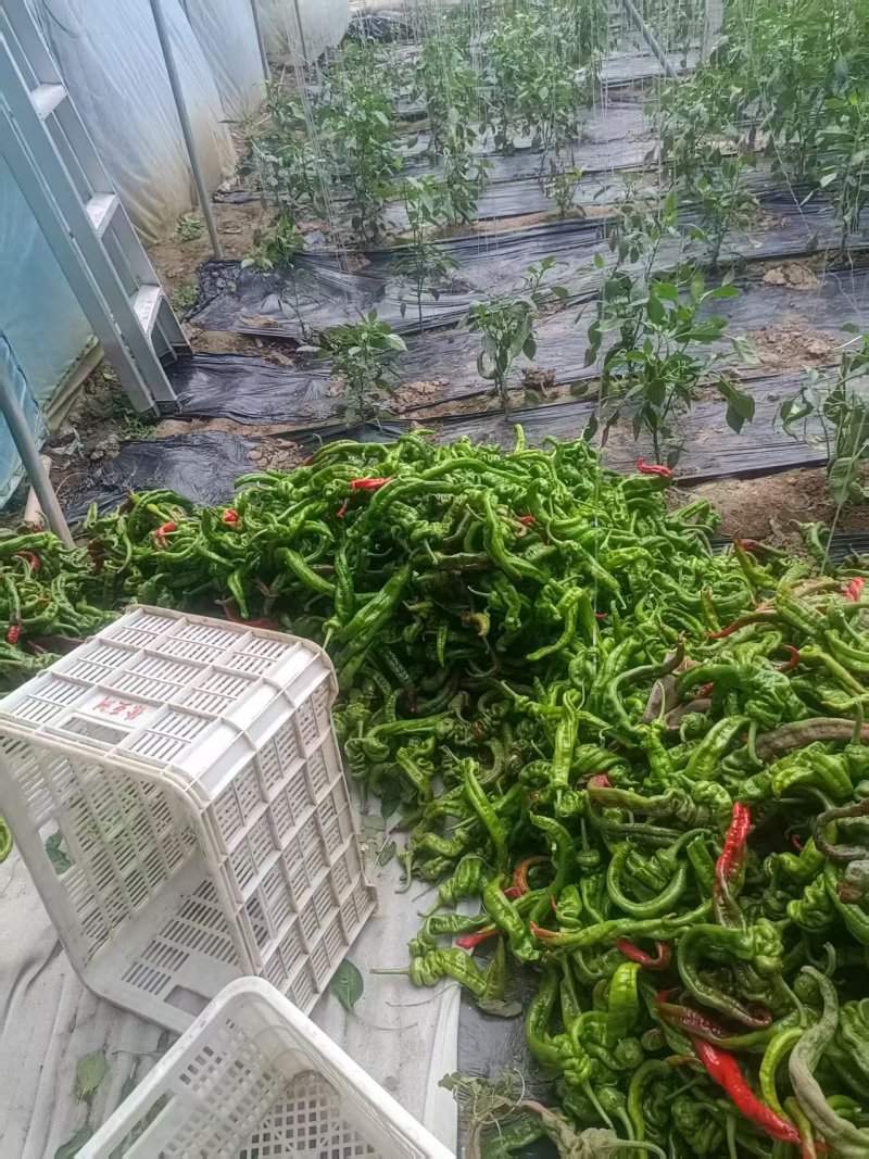 东平60亩黄皮青皮还有螺丝椒自己家大棚集中上市