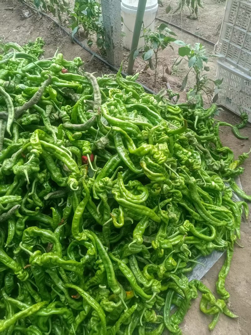 东平60亩黄皮青皮还有螺丝椒自己家大棚集中上市