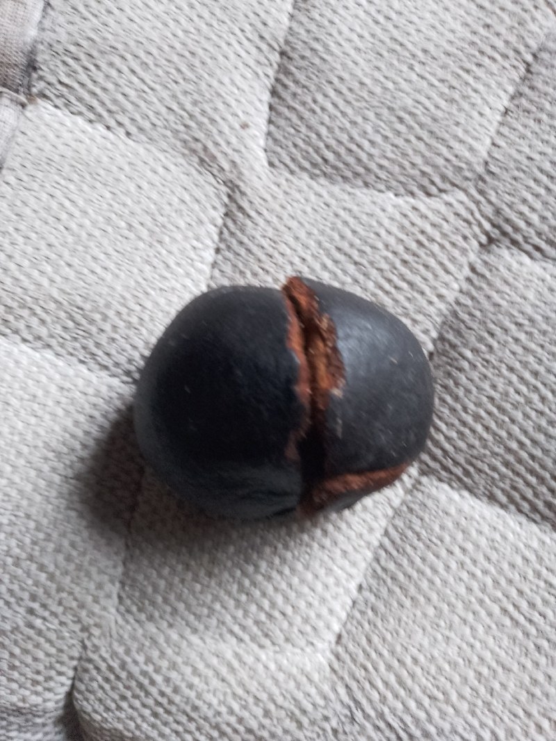 棉羊宝