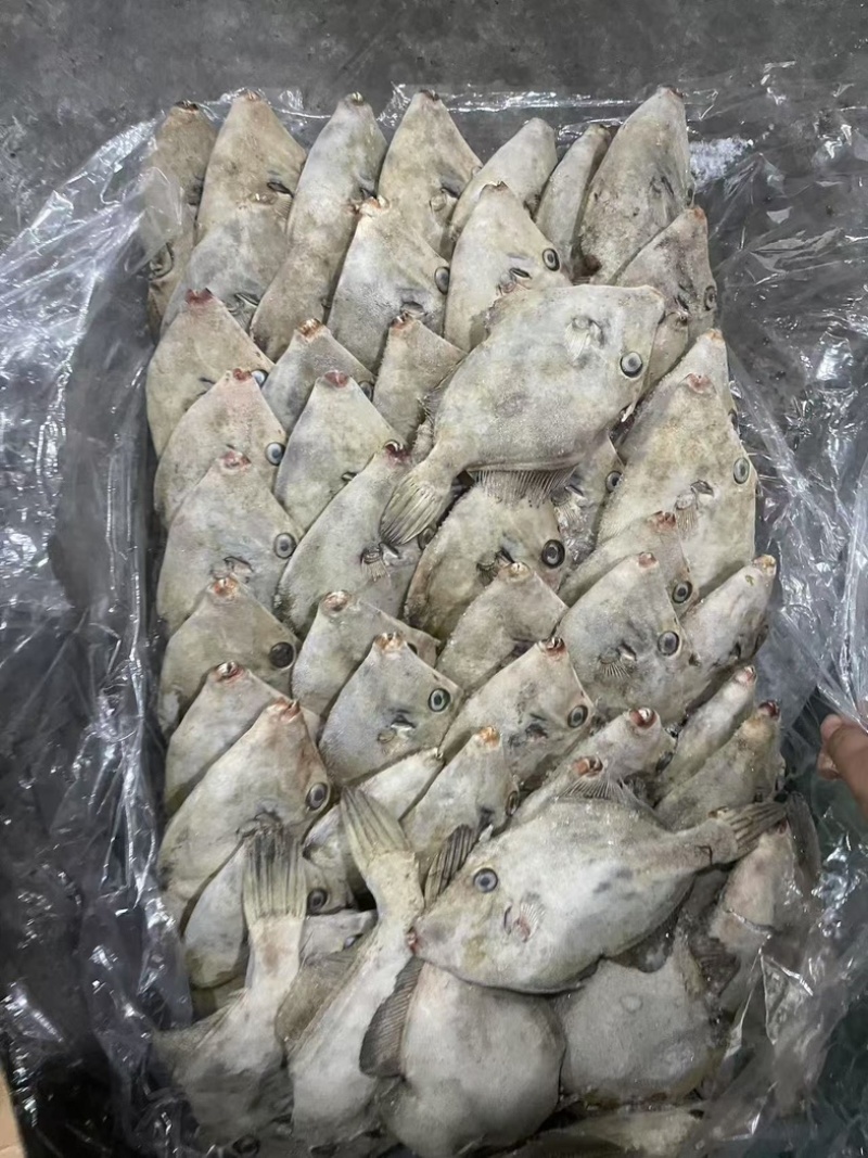 马面鱼三角马面鱼剥皮鱼100/300克