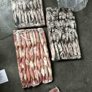 钓6P小管鱿鱼笔管鱿鱼