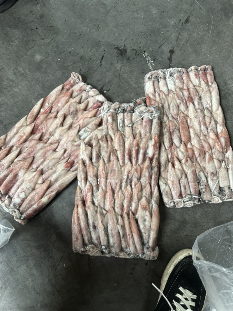 钓6P小管鱿鱼笔管鱿鱼