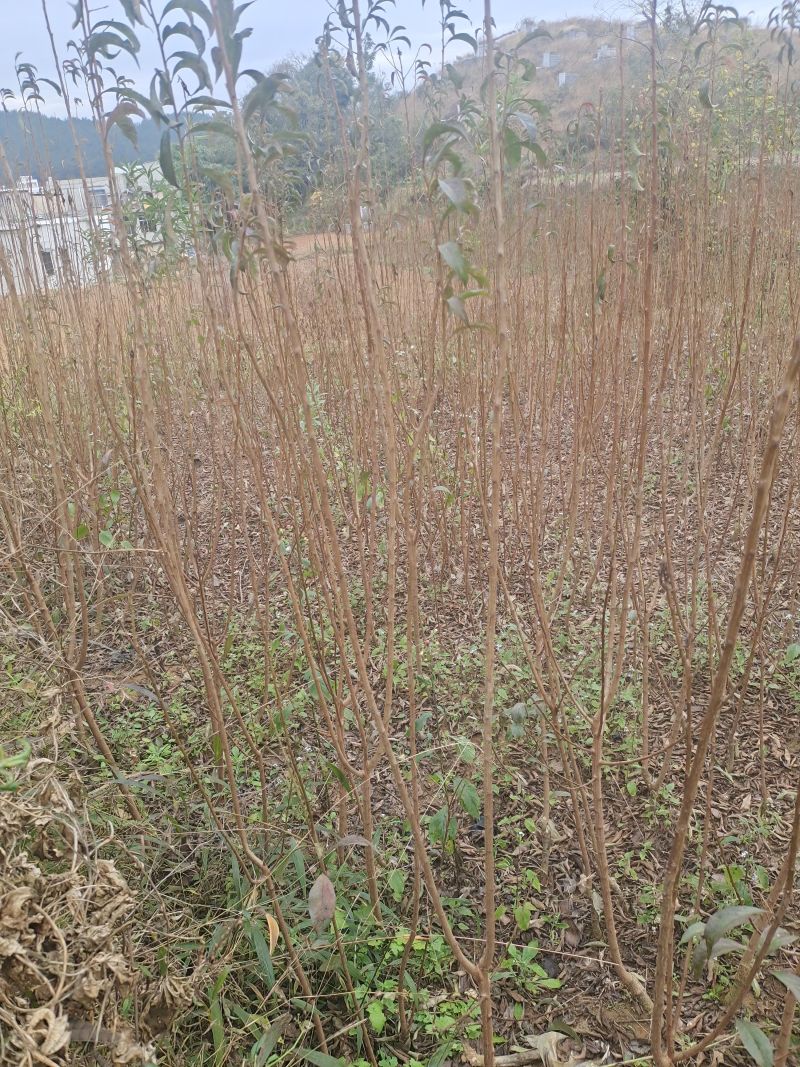 贵州六马蜂糖李苗正宗蜂糖李苗，原产地蜂糖李苗