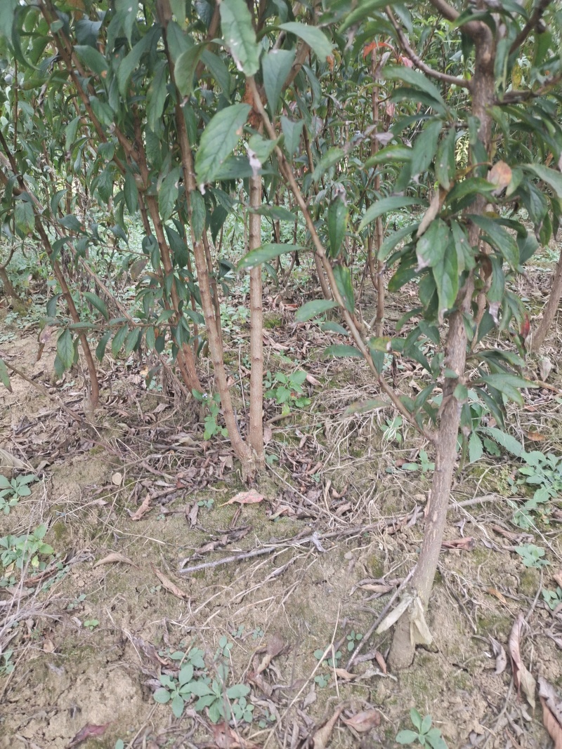贵州六马蜂糖李苗正宗蜂糖李苗，原产地蜂糖李苗