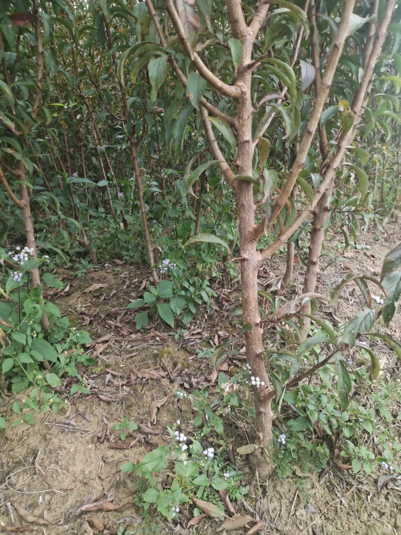 贵州六马蜂糖李苗正宗蜂糖李苗，原产地蜂糖李苗