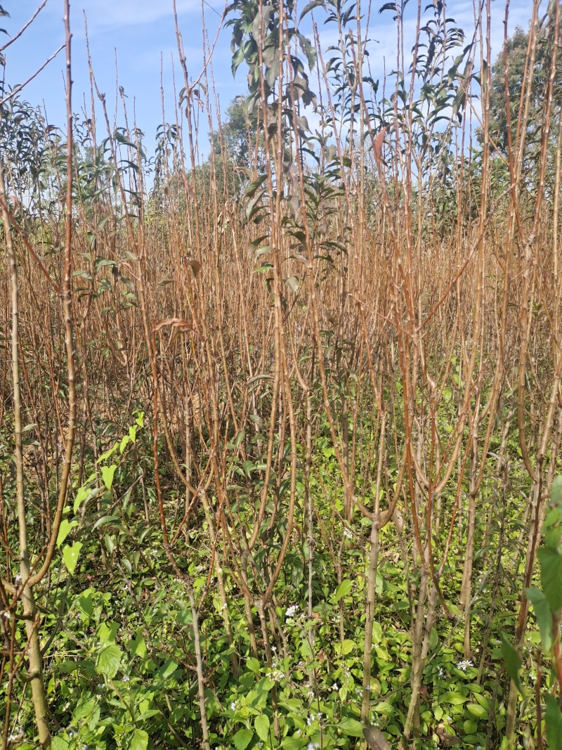 贵州六马蜂糖李苗正宗蜂糖李苗，原产地蜂糖李苗