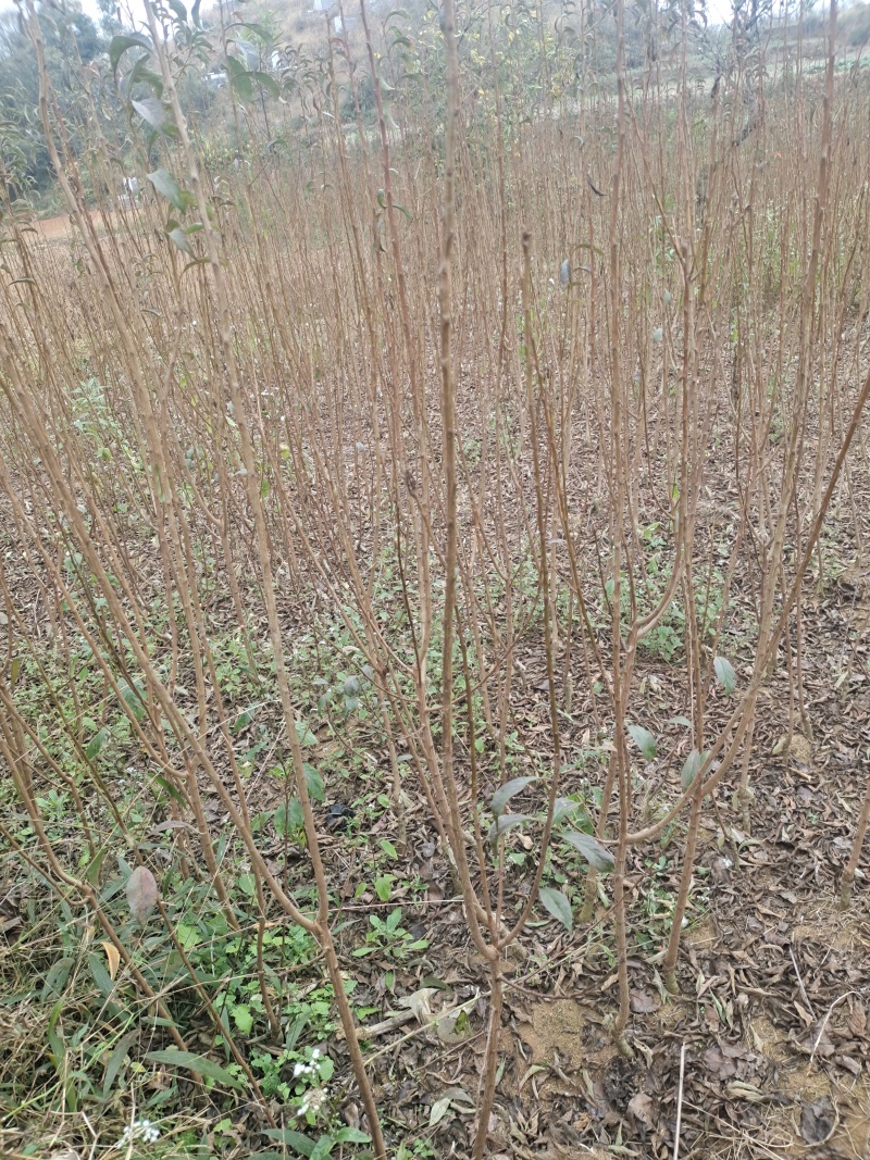贵州六马蜂糖李苗正宗蜂糖李苗，原产地蜂糖李苗