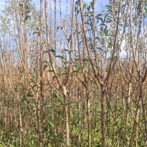 贵州六马蜂糖李苗正宗蜂糖李苗，原产地蜂糖李苗