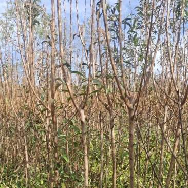 贵州六马蜂糖李苗正宗蜂糖李苗，原产地蜂糖李苗
