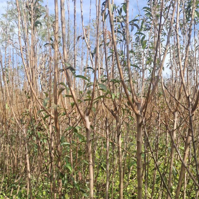 贵州六马蜂糖李苗正宗蜂糖李苗，原产地蜂糖李苗