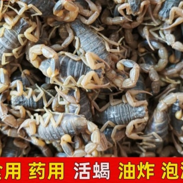 6厘米大食用活蝎子十足全蝎油炸泡酒煲汤药用食用
