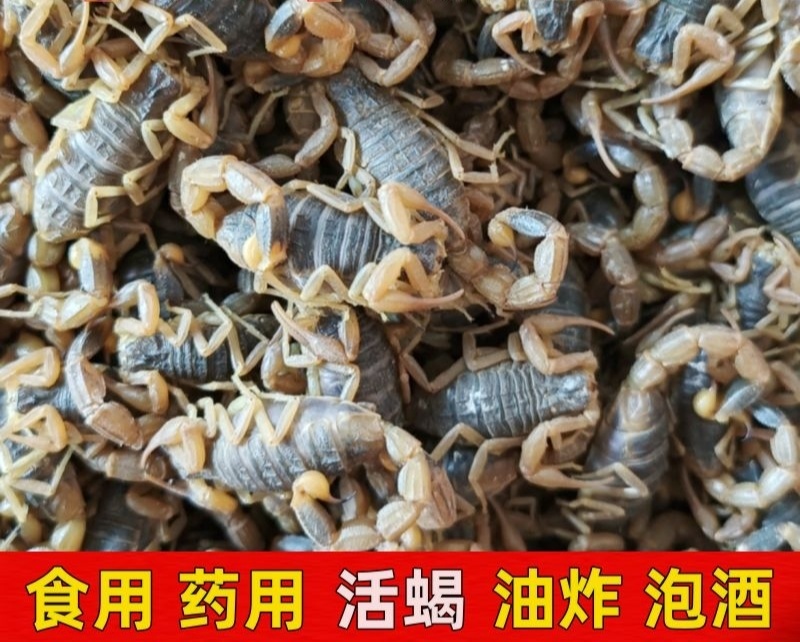 6厘米大食用活蝎子十足全蝎油炸泡酒煲汤药用食用