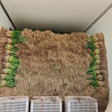 精品红根蒜苗叶青根红净蒜苗产地直供品质优良