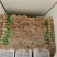 精品红根蒜苗叶青根红净蒜苗产地直供品质优良