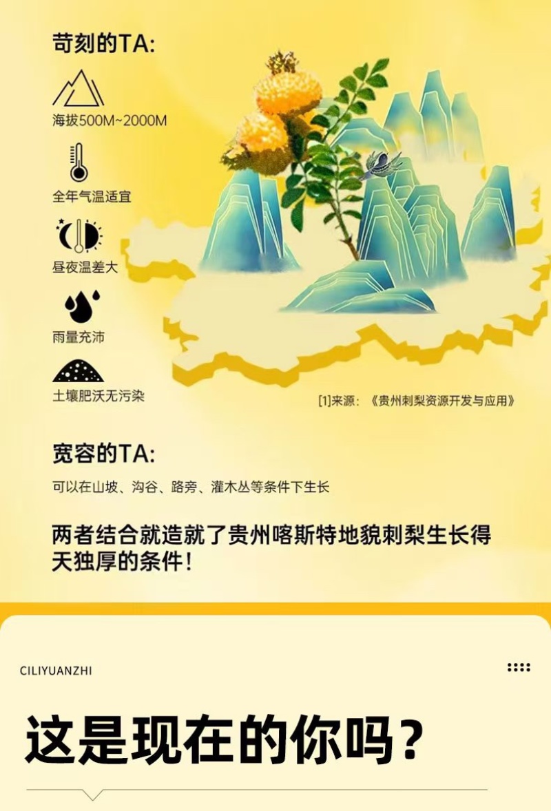 贵州特产刺梨汁刺梨原汁厂家直供量大从优全国发货