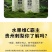 贵州特产刺梨汁刺梨原汁厂家直供量大从优全国发货
